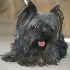 boris2