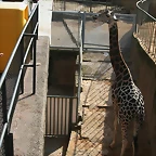 Zoo de Barcelona 15-10-10 324