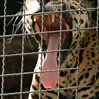 Zoo de Barcelona 15-10-10 468