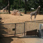 Zoo de Barcelona 15-10-10 260