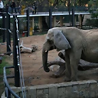 Zoo de Barcelona 11-12-2010 253