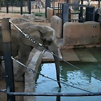 Zoo de Barcelona 11-12-2010 227