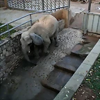 Zoo de Barcelona 11-12-2010 266