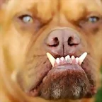 perro