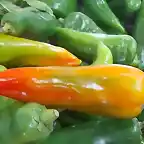 Pimiento italiano