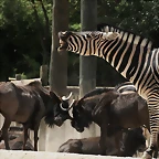 Zoo Madrid agosto 2010 1568