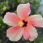 12.- Hibiscus rosa-sinensis- Paco Pérez