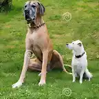 two-different-dogs-big-great-dane-small-white-mixed-breed-dog-sitting-next-to-each-other-backyard-76528216