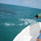 Roques 2011 - Salto tarpon