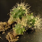 Ferocactus Glausences