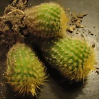 Notocactus L