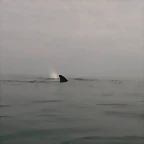 Ballenas 11