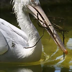 Zoo de Barcelona 03-04-11 226