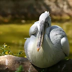 Zoo de Barcelona 03-04-11 234