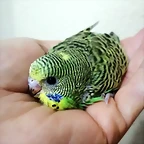 IMG-20190330-WA0016