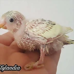 FB_IMG_1558559507420