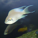 Neolamprologus brichardi 2 (19-7-23 Akvariet i Bergen)