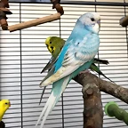 IMG-20180903-WA0018