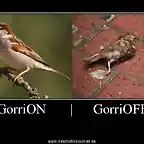 GorrionGorrioff_2