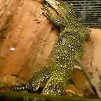 Varanus salvator (12-10-16 Acuario Fluvial de Zaragoza)