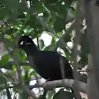 TURACO DE HARTLAUB