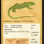 lagarto ocelado