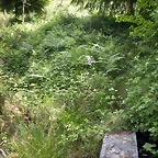 DSCN5350