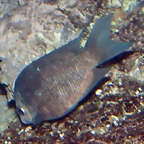 Paretroplus kieneri (12-10-16 Acuario Fluvial de Zaragoza)