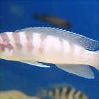 Neolamprologus cylindricus (5-8-17 Zoo Zajac)