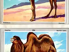 camel1