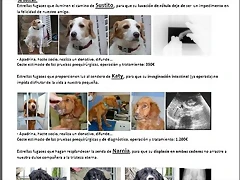 cartel nuevo cartel nuevo