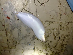 06122010725 06122010725