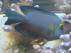 Ctenochaetus truncatus Ctenochaetus truncatus