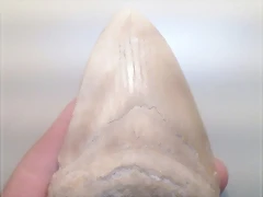 mega