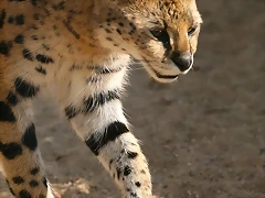 Zoo Lyon 2009 247