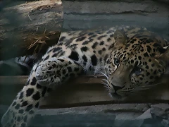 Zoos Wuppertal, Dortmund y Gelsenkirchen 01-10-09 489 - copia