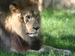 Zoo Lyon 2009 227