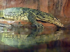 Varanus salvator 3 (12-10-16 Acuario Fluvial de Zaragoza) Varanus salvator 3 (12-10-16 Acuario Fluvial de Zaragoza)