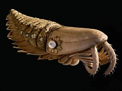 anomalocarido