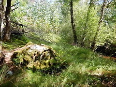 DSCN7626