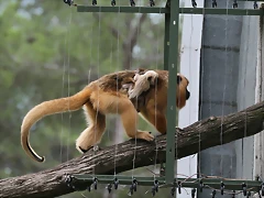 Zoo Lunaret + Sigean 18 i 19-09-10 1002 Zoo Lunaret + Sigean 18 i 19-09-10 1002