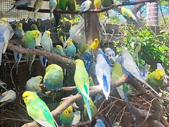 arcoiris36