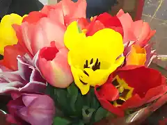 Tulipas variadas