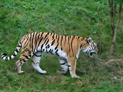 Zoos Wuppertal, Dortmund y Gelsenkirchen 01-10-09 164 Zoos Wuppertal, Dortmund y Gelsenkirchen 01-10-09 164