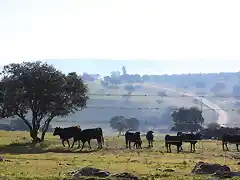 007, hacia la candila