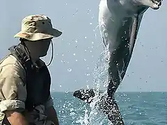 Delfin con cmara de vdeo de la US Navy. Tambien pueden llevar minas y actuar como Kamikazes