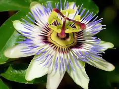 Pasiflora-caerulea