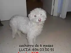 cachorro de 6 meses