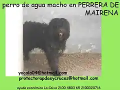 pdae macho en perrera de Mairena