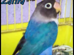 personata azul personata azul